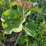 Dombeya rotundifolia leaf picture by Susan Brown (cc-by-sa)