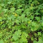 Smallanthus uvedalia habit picture by Brad Kelley (cc-by-sa)