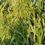 Panicum miliaceum habit picture by Gilles Istin (cc-by-sa)