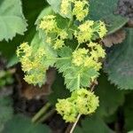 Alchemilla mollis flower picture by Else Nolden (cc-by-sa)