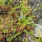 Veronica fruticans habit picture by Justus Müller-Kiefer (cc-by-sa)