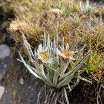 Oritrophium cocuyense habit picture by Fabien Anthelme (cc-by-sa)