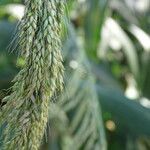 Setaria palmifolia flower picture by Maarten Vanhove (cc-by-sa)