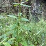 Euphorbia hyberna habit picture by selim gaba (cc-by-sa)