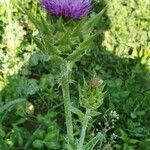 Silybum marianum flower picture by Radovan Gaura (cc-by-sa)