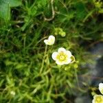 Saxifraga aspera flower picture by Springer Raphael (cc-by-sa)