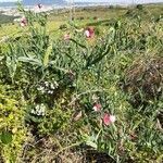 Lathyrus clymenum habit picture by Monteiro Henrique (cc-by-sa)