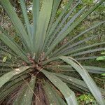 Furcraea cabuya leaf picture by Nelson Zamora Villalobos (cc-by-nc)