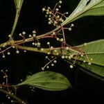 Miconia laxivenula flower picture by Nelson Zamora Villalobos (cc-by-nc)