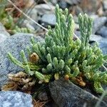 Lycopodium alpinum habit picture by Yoan MARTIN (cc-by-sa)