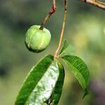 Manihot tristis fruit picture by Jean-François Molino (cc-by-sa)