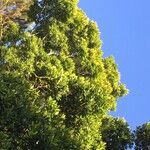 Vochysia ferruginea habit picture by Daniel Barthelemy (cc-by-nc)