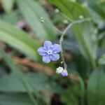 Omphalodes nitida flower picture by Uxeli (cc-by-sa)