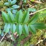 Campsidium valdivianum leaf picture by Daniel Barthelemy (cc-by-nc)