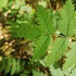 Sorbus aucuparia leaf picture by Neo Phyt (cc-by-sa)