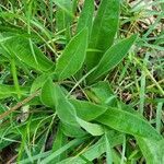 Leontodon hispidus leaf picture by Jani Zadrgal (cc-by-sa)