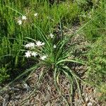 Simethis mattiazzii habit picture by Marie-Françoise Parais (cc-by-sa)