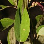 Bauhinia ungulata leaf picture by Nelson Zamora Villalobos (cc-by-nc)