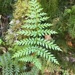 Lomatia ferruginea habit picture by Daniel Barthelemy (cc-by-nc)