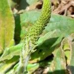 Plantago australis flower picture by Trap Hers (cc-by-sa)