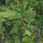 Ribes lacustre leaf picture by Lawrence Chu (cc-by-sa)