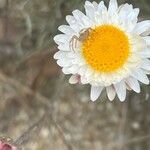 Leucochrysum albicans flower picture by Joanne Brown (cc-by-sa)