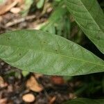 Sandwithia guyanensis leaf picture by Jean-François Molino (cc-by-sa)