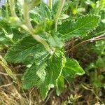 Veronica austriaca leaf picture by Denisa Regine Novotná (cc-by-sa)