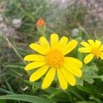 Senecio duriaei flower picture by Diego Alex (cc-by-sa)