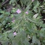 Epilobium lanceolatum flower picture by maku maku (cc-by-sa)