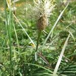 Phyteuma spicatum habit picture by Chris Georges (cc-by-sa)