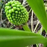 Arum pictum fruit picture by Silana Solii (cc-by-sa)