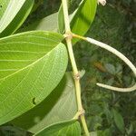 Piper aduncum leaf picture by Nelson Zamora Villalobos (cc-by-nc)