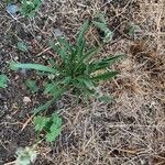 Plantago bellardii leaf picture by Eric Popart (cc-by-sa)