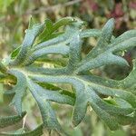 Papaver hybridum leaf picture by Llandrich anna (cc-by-sa)