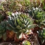 Sempervivum calcareum leaf picture by François Munoz (cc-by-sa)