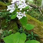 Lunaria rediviva flower picture by Alexander Marx (cc-by-sa)