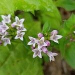 Houstonia longifolia flower picture by Arielle Ninety-One (cc-by-sa)