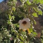 Malva subovata flower picture by Novales Juanan (cc-by-sa)