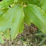 Magnolia champaca leaf picture by Ian Shackle (cc-by-sa)