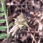 Tribulus terrestris fruit picture by fournier (cc-by-sa)