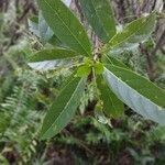 Antirhea borbonica leaf picture by Matthieu Gebus (cc-by-sa)