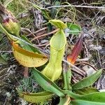 Nepenthes vieillardii leaf picture by monique giroud (cc-by-sa)