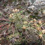 Plantago sempervirens habit picture by Emanuele Santarelli (cc-by-sa)