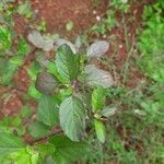 Ocimum tenuiflorum leaf picture by Vishnu Chari (cc-by-sa)