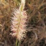 Cenchrus ciliaris flower picture by susan brown (cc-by-sa)