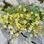 Saxifraga squarrosa flower picture by David Nabergoj (cc-by-sa)