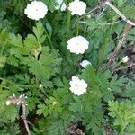 Tanacetum parthenium flower picture by Luit Van Hunenstijn (cc-by-sa)