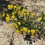 Hippocrepis emerus habit picture by Jacques Zuber (cc-by-sa)