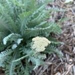 Achillea clypeolata flower picture by celine (cc-by-sa)